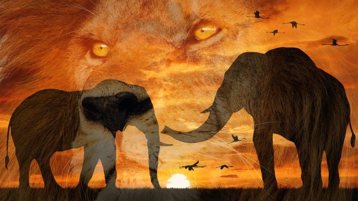 Operation serengeti