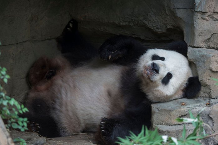 Evasive panda attacking cloud services