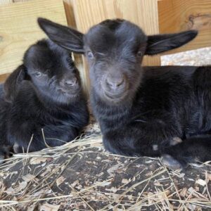 Pygmy Goat Network Device Backdoor A Deep Dive