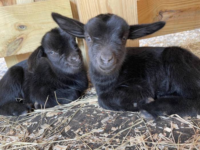 Pygmy goat network device backdoor