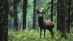Featured image for intrepid traveler