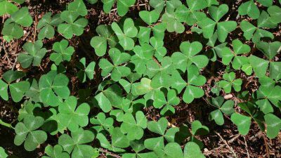 Clover