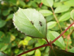 Pest Control Services Software For Efficient Management