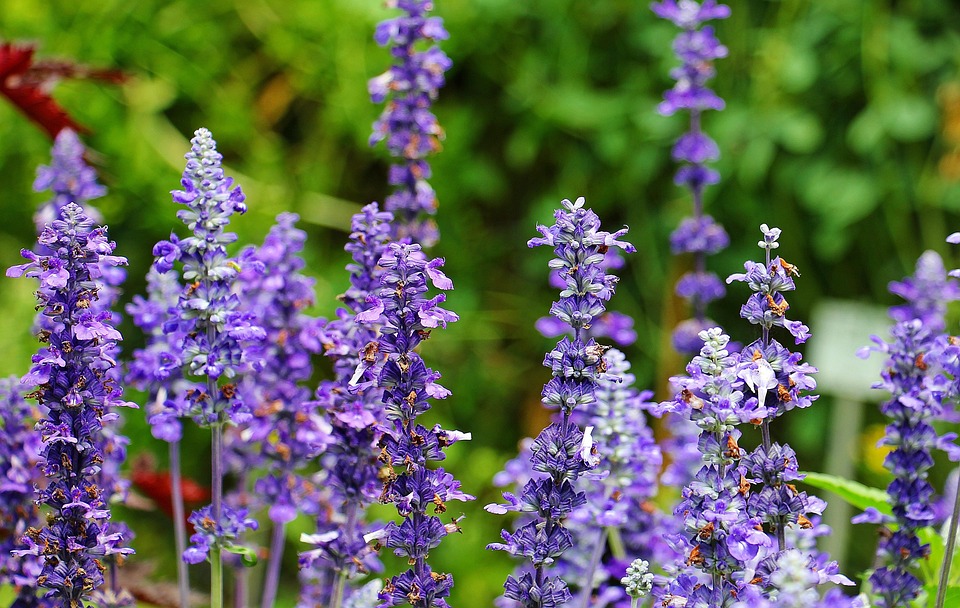 Photo gratuite: Sage, Plantes, Pourpre - Image gratuite sur Pixabay ...