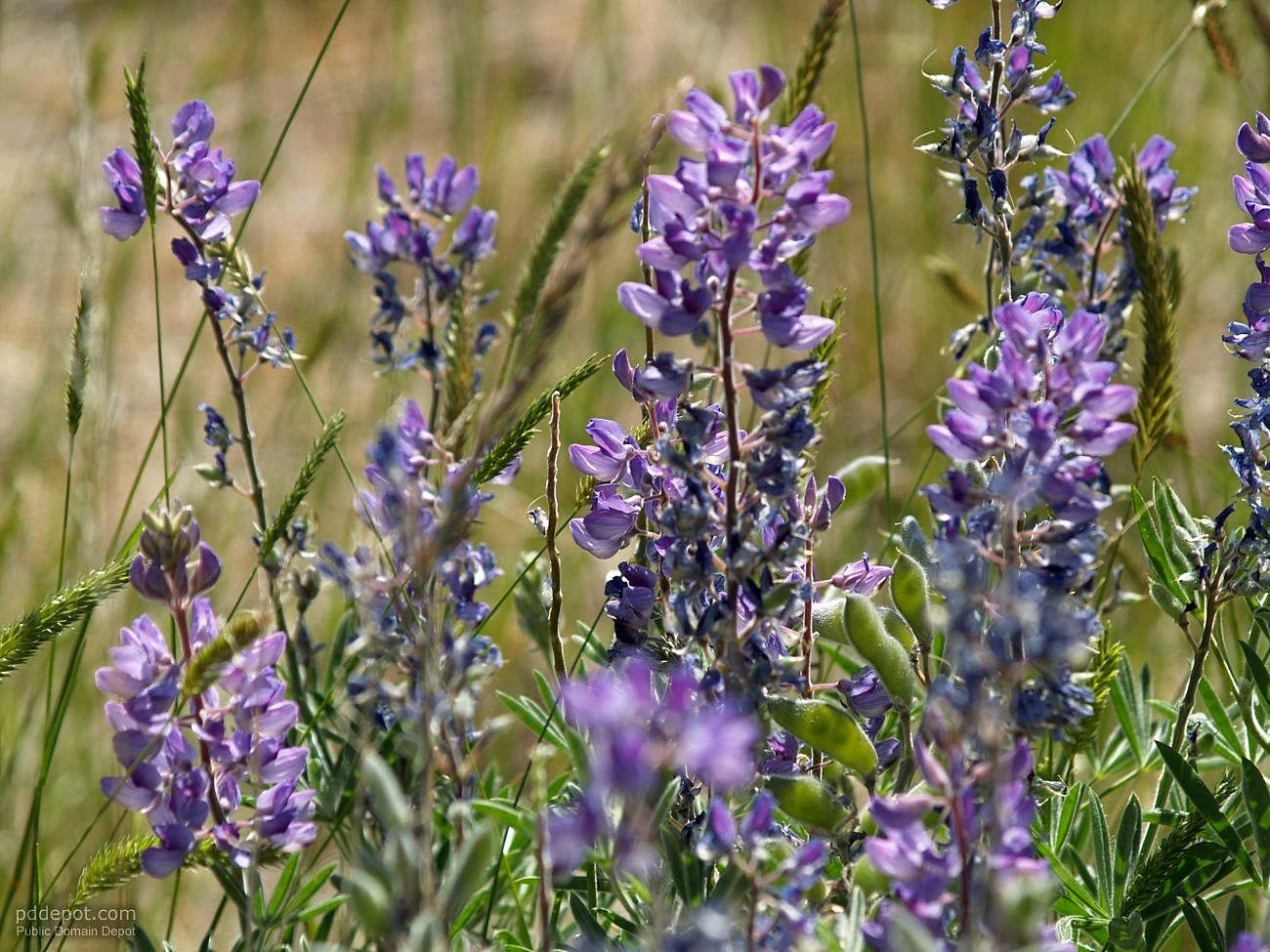 Free picture: sage, hills, flowers